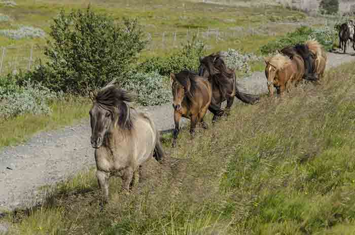 Caballo - Islandia 2.jpg